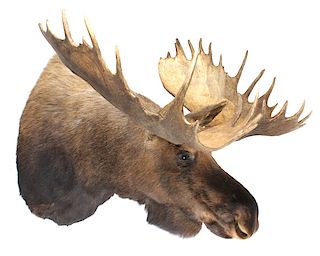 HUGE Trophy Yukon Bull Moose Shoulder Mount