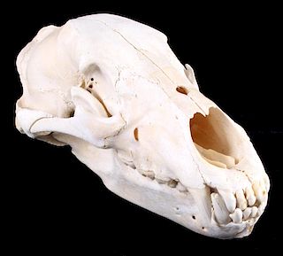Large Alaskan Grizzly Bear Taxidermy Skull