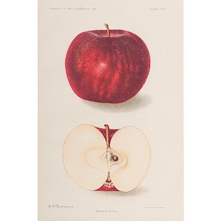 Collection of Apple Prints by A. Hoen & Co.