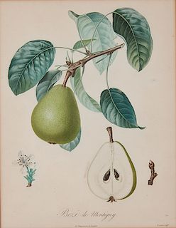 French Fruit Botanical Stipple Engravings