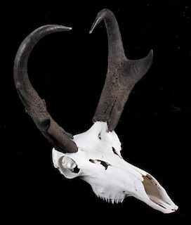 Montana Pronghorn Antelope Euro-Mount