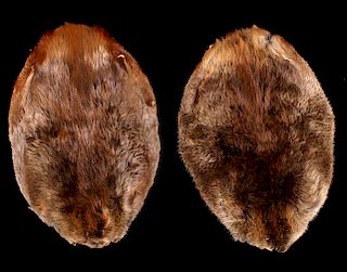 Two Tanned Montana Beaver Pelts