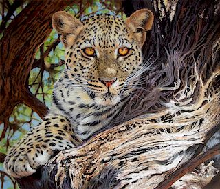 Leopard Hideout by Pip McGarry