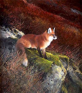 A Sunny Spot - Red Fox by Michael Coleman
