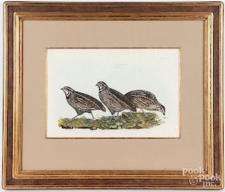Two color bird engravings