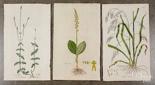 Six botanical engravings