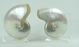 Two Mounted Mother of Pearl Nautilus Shells