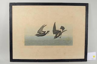 John J. Audubon "Least Stormy Petrel" Engraving