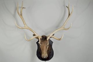 Vintage North American Elk Taxidermy Mount