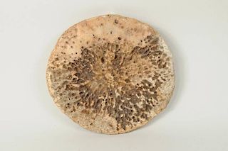 Fossilized Whalebone Vertebra Disc