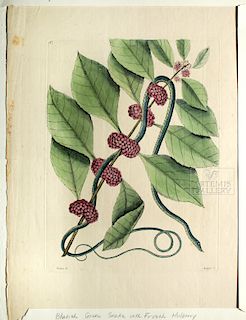 Catesby Engraving - Snake w/ French Mulberry - 1771