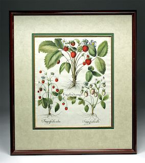 Besler Botanical Colored Engraving - Strawberries, 1613
