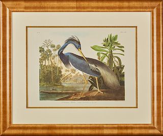 John James Audubon (1785-1851), "Louisiana Heron," No. 14, Plate 217, 20th c., Amsterdam edition, presented in a wide maple frame with a gilt relief l