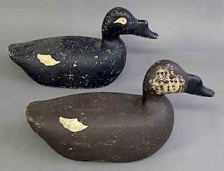 Painted Hen and Drake Scoter Ducks