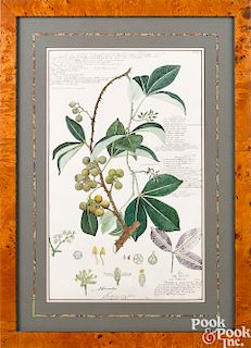 Three botanical watercolors