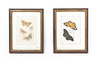 Two Handcolored Engravings, Height 6 1/4 x width 4 inches.