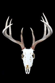 5x4 Montana European Mount Trophy Buck