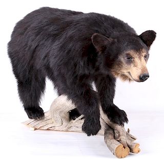 Montana Black Bear Cub Full Mount