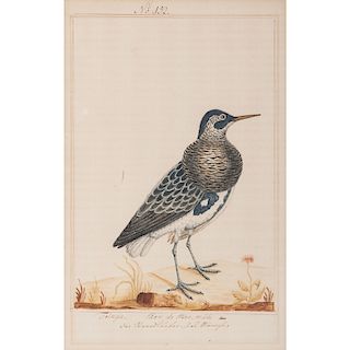Original Ornithological Water Colors by Francios-Nicolas Martinet (French, 1725-1804)
