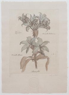 Three Botanical Engraving Reproductions Height 23 1/2 x width 16 1/2 inches.