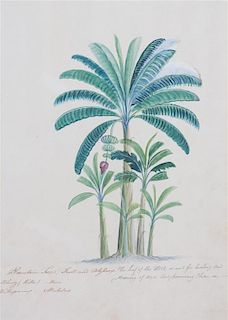Artist Unknown, (19th Century), Seven Botanical Watercolors
