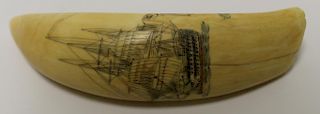 Antique Tooth Scrimshaw with Ship Decoration.