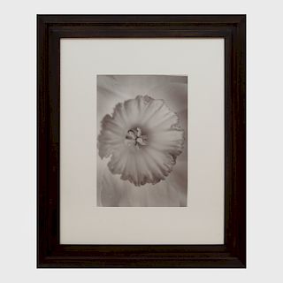 Kelly Klein: Untitled (Flower) 