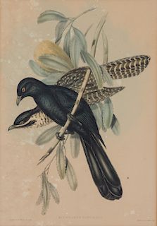 Four Hand-Colored Framed Ornithological Engravings