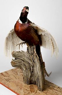 Taxidermy Pheasant on Driftwood with Wings Up 