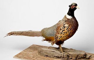 Taxidermy Pheasant Standing on a Log 