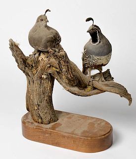 Taxidermy Male and Female California Valley Quail Standing on Branch 
