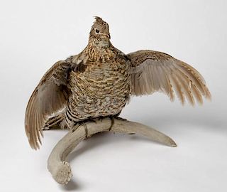 Taxidermy Sharp Tail Grouse Sitting on Horn 