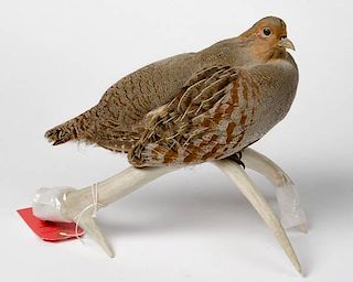 Taxidermy Hungarian Partridge Sitting on Antler 