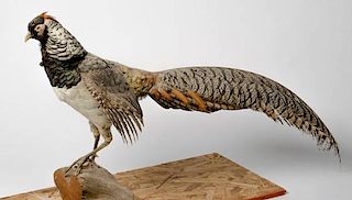 Taxidermy Lady Amherst's Pheasant Standing on Log 