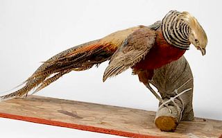 Taxidermy Golden Pheasant Standing on Log 
