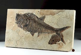 Two Eocene Fossilized Fish - Fossil Lake Wyoming