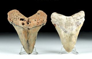Giant Pre-Megalodon White Shark Teeth
