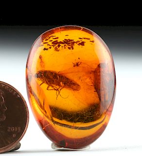 Oligocene Ovoid Amber w/ Cockroach, Cricket, Fly