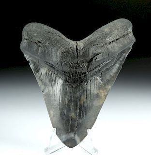 Large & Fine Fossilized Megalodon Tooth