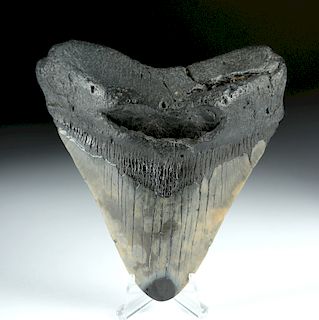Large & Beautiful Fossilized Megalodon Tooth