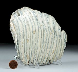 Pleistocene Fossilized Mammoth Tooth Cross-Section
