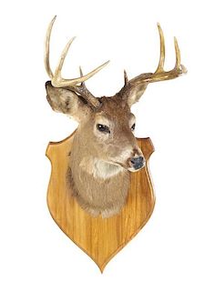 A Taxidermy Neck Mount of a Whitetail Deer Stag. Length 20 1/2 inches.