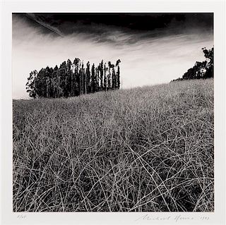 * Michael Kenna, (British, b. 1953), Eucalyptus Grove, Elkhorn Slough, CA, 1989