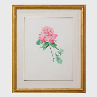 Valentine Lawford:  Rose: Color Magic