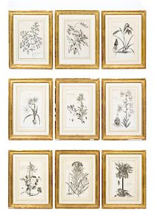 A Group of Nine Botanical Engravings Height 13 x width 9 inches (visible).