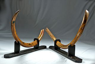Ice Age Mammoth Tusks - Matched Pair