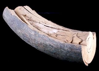 Petrified Ancient Wooly Mammoth Ivory Tusk RARE
