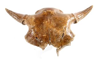 Petrified Hysham Montana Occidentalis Skull