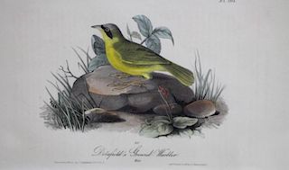 Original Audubon Octavo Print, Delafield's Ground Warbler