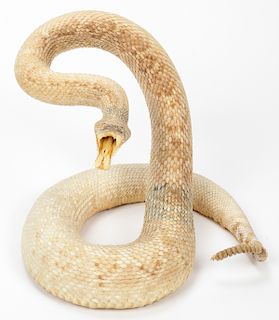 Taxidermy Rattlesnake